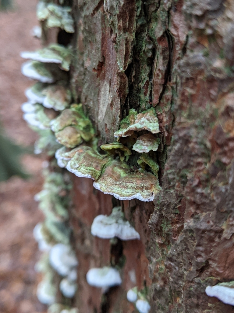Trichaptum abietinum · January 2026 · photo: © jardinjungle (iNaturalist, cc0)