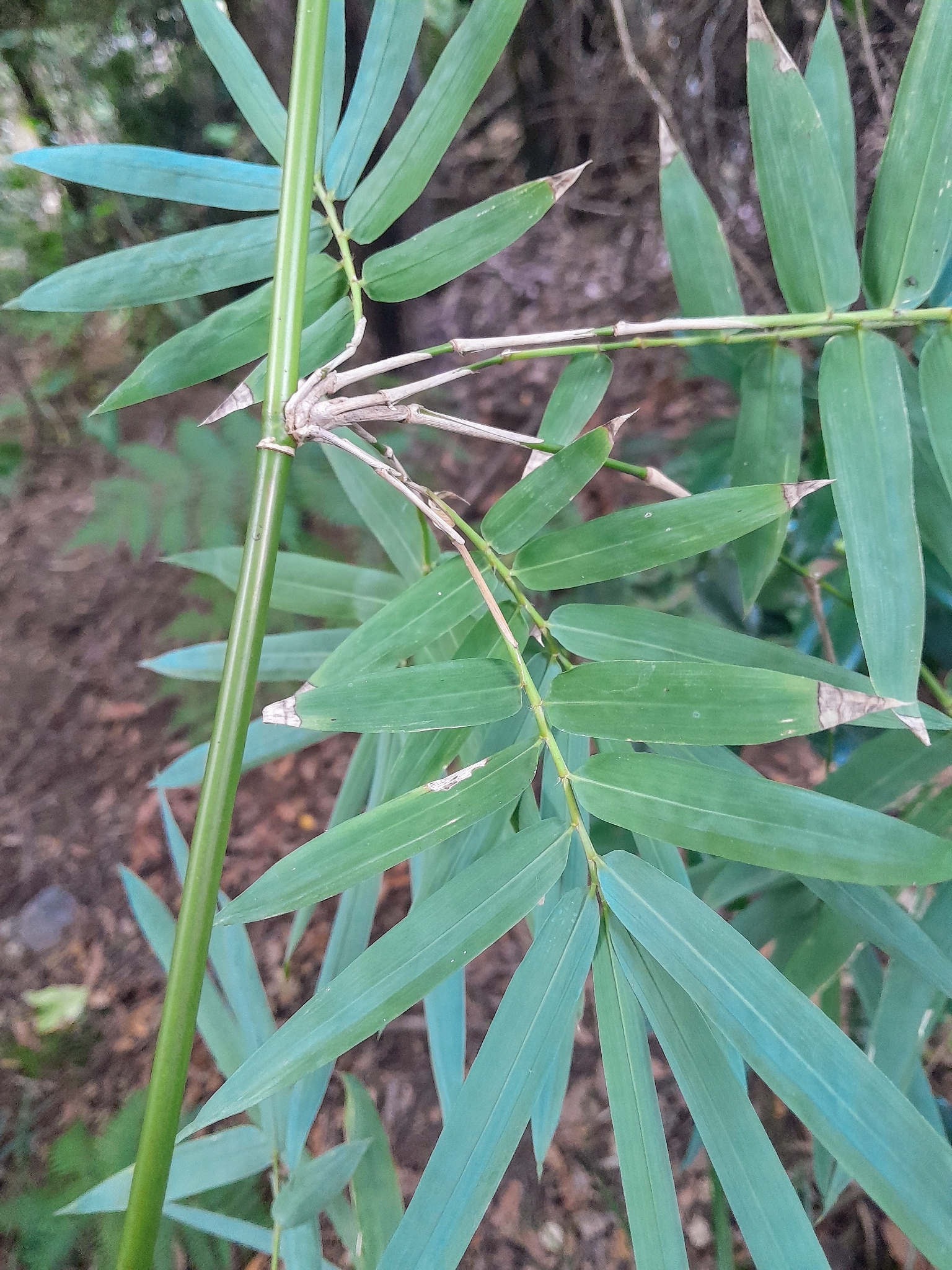 Hedge Bamboo (Bambusa multiplex)