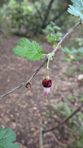 Bitter gooseberry (Ribes amarum)