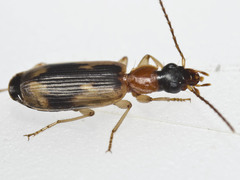 Anomotarus crudelis