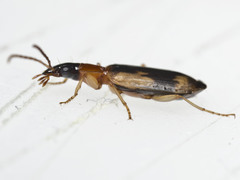 Anomotarus crudelis