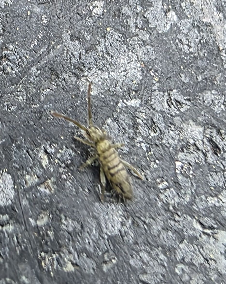 Entomobrya nivalis (C.Linnæus, 1758)