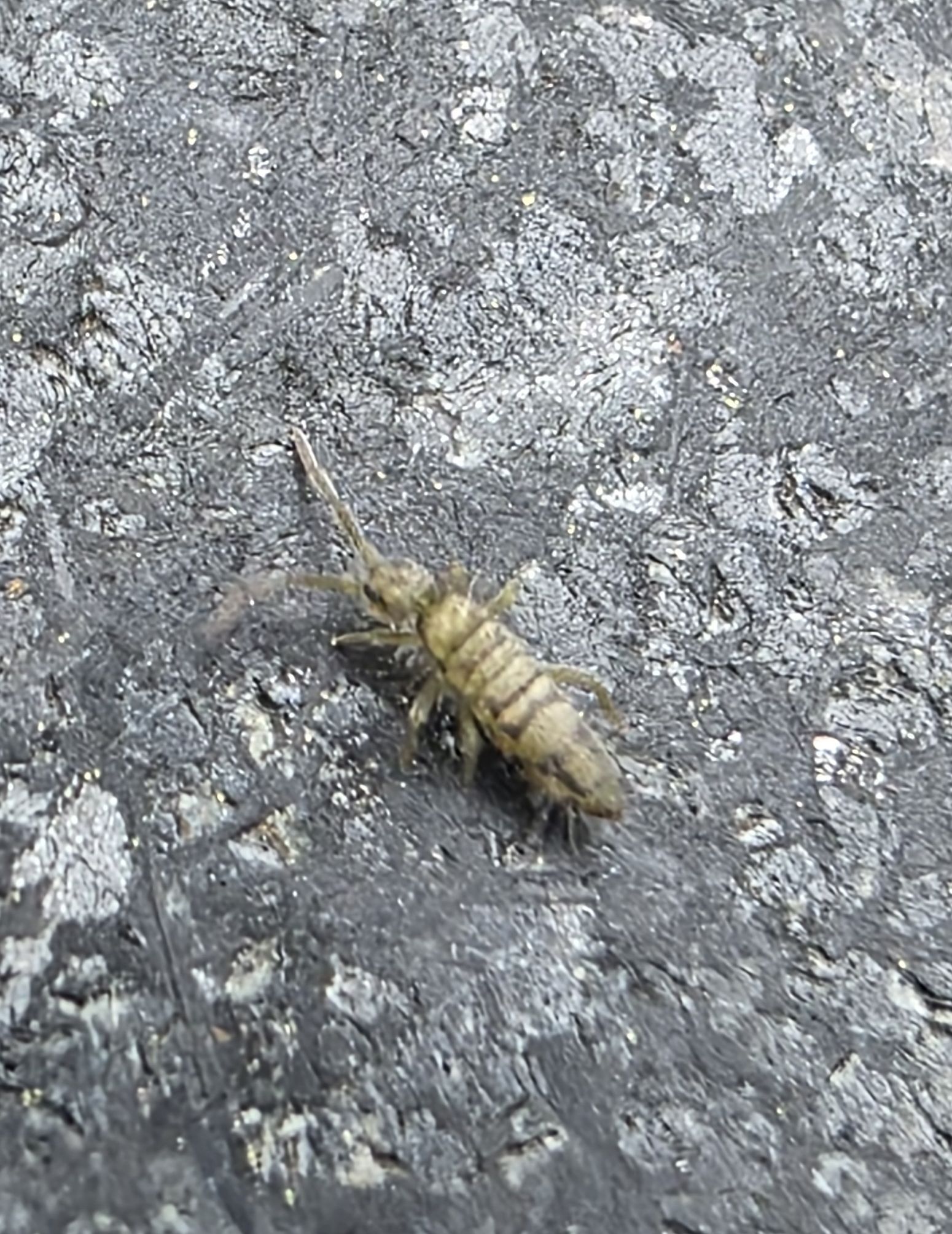 Entomobrya nivalis (C.Linnæus, 1758)