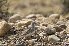 Thinocorus rumicivorus