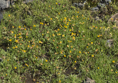 Trifolium jokerstii