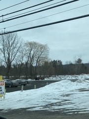 Populus deltoides deltoides