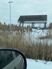 Phragmites australis australis