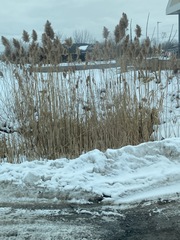Phragmites australis australis