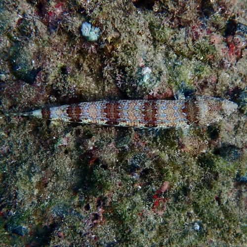 Calico lizardfish (Synodus lacertinus) — Synodontidae