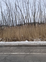 Phragmites australis australis