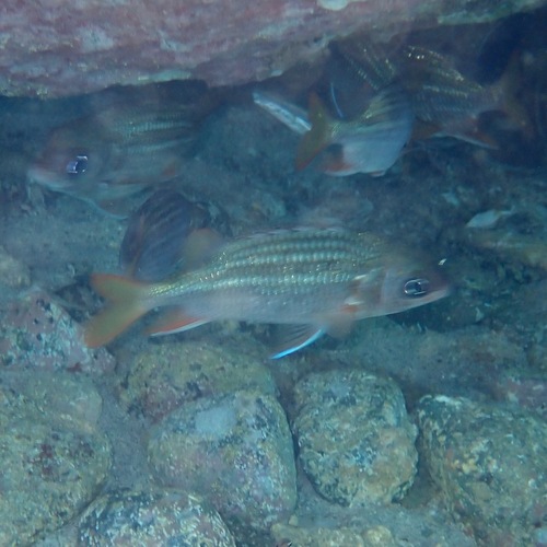 Tinsel squirrelfish (Sargocentron suborbitale) — Holocentridae — 5