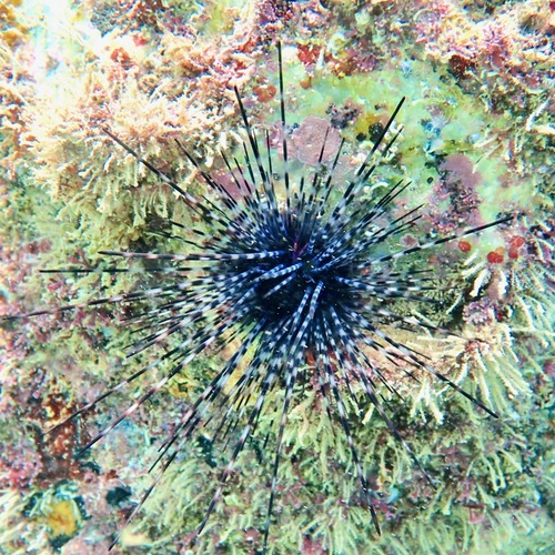 Needle Sea Urchin (Diadema mexicanum)