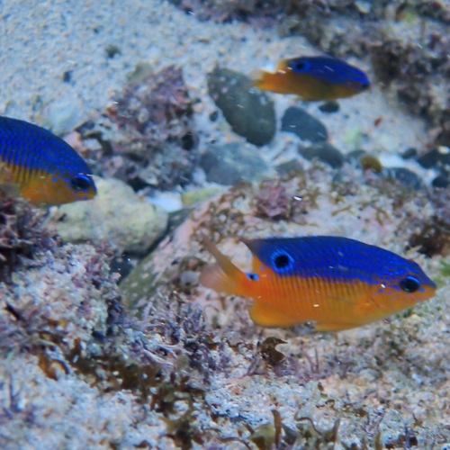 Beaubrummel (Stegastes flavilatus)