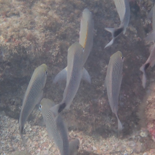 Spottail Grunt (Haemulon maculicauda)