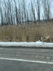 Phragmites australis australis