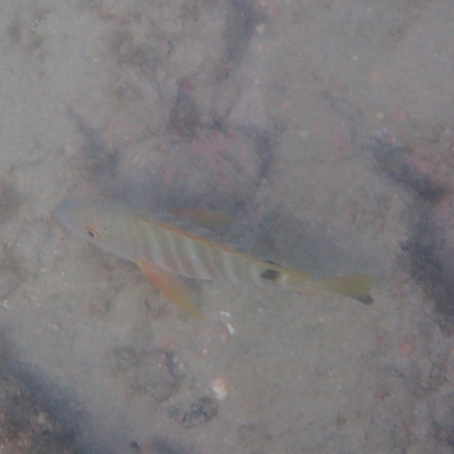 Barred Pargo (Hoplopagrus guentherii)