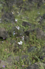 Lithophragma bolanderi