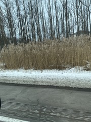 Phragmites australis australis