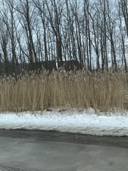 Phragmites australis australis
