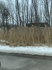 Phragmites australis australis