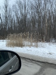 Phragmites australis australis