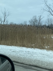 Phragmites australis australis