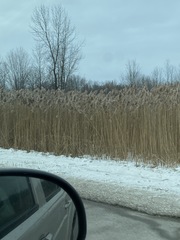 Phragmites australis australis