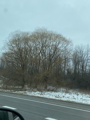 Populus deltoides deltoides