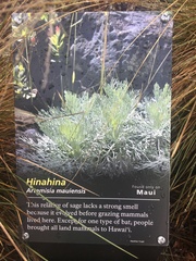 Artemisia mauiensis