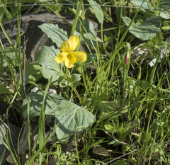 Viola purpurea quercetorum