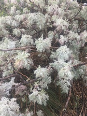 Artemisia mauiensis