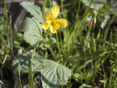 Viola purpurea quercetorum