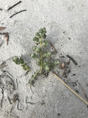 Atriplex billardierei