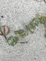 Atriplex billardierei