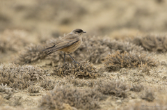 Muscisaxicola capistratus