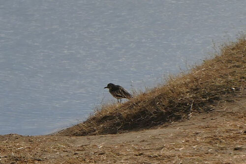 iNaturalist: (c) radinis, some rights reserved (CC BY-NC), uploaded by radinis iNaturalist image