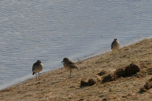 iNaturalist: (c) radinis, some rights reserved (CC BY-NC), uploaded by radinis iNaturalist image