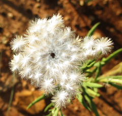Hirpicium