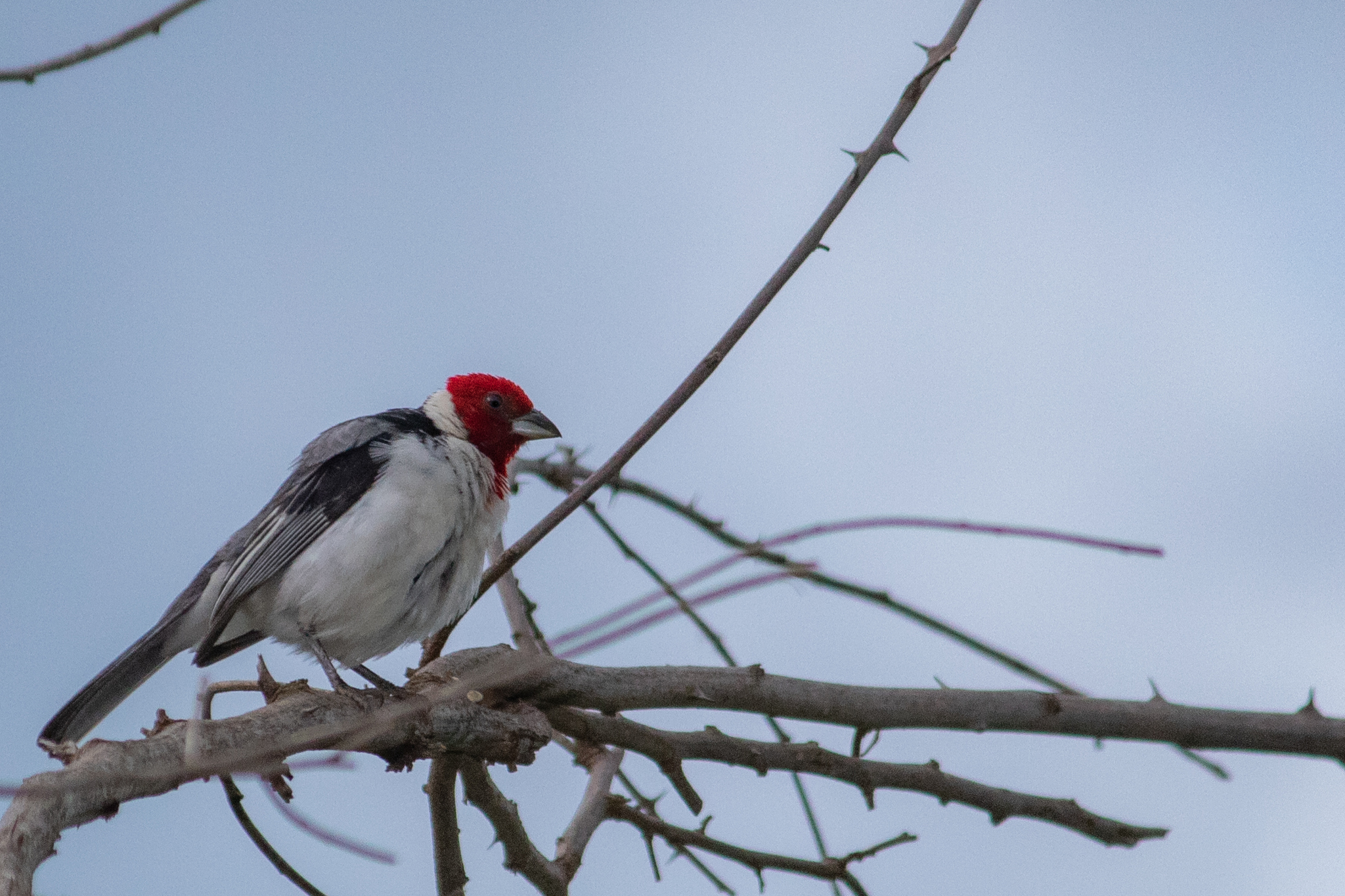 Red-cowled Cardinal (Paroaria dominicana), photo 5