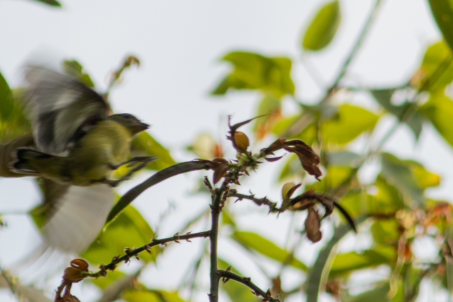 Purple-throated Euphonia (Euphonia chlorotica), photo 3