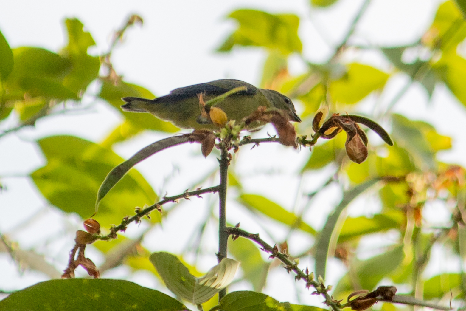 Purple-throated Euphonia (Euphonia chlorotica), photo 4