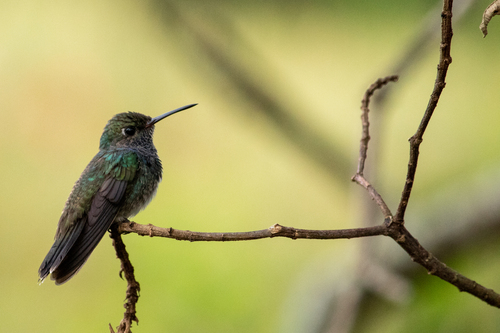 Sapphire-spangled Emerald (Chionomesa lactea)