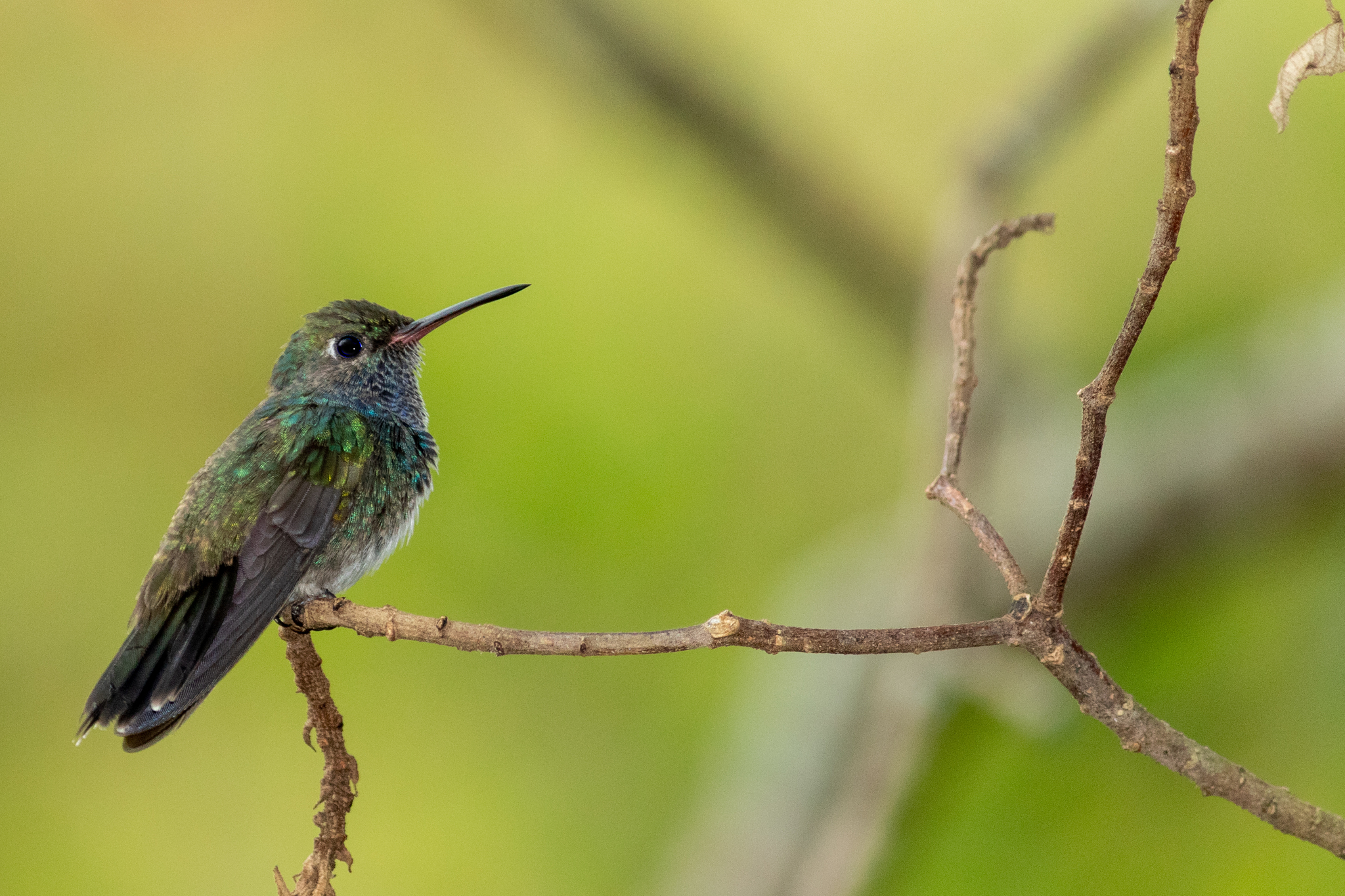 Sapphire-spangled Emerald (Chionomesa lactea), photo 2