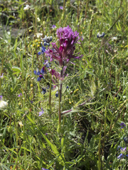 Castilleja exserta exserta