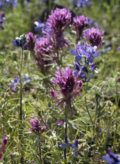 Castilleja exserta exserta