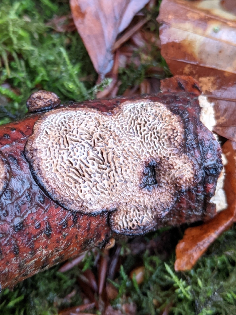 Datronia mollis · January 2026 · photo: © jardinjungle (iNaturalist, cc0)