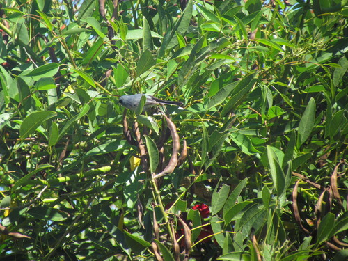 Masked Gnatcatcher (Polioptila dumicola), photo 5