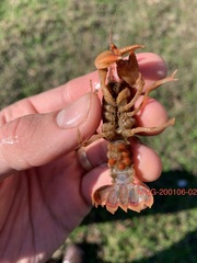 Lacunicambarus miltus