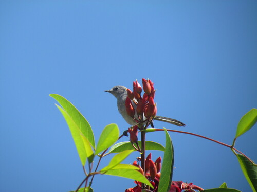 Masked Gnatcatcher (Polioptila dumicola), photo 6