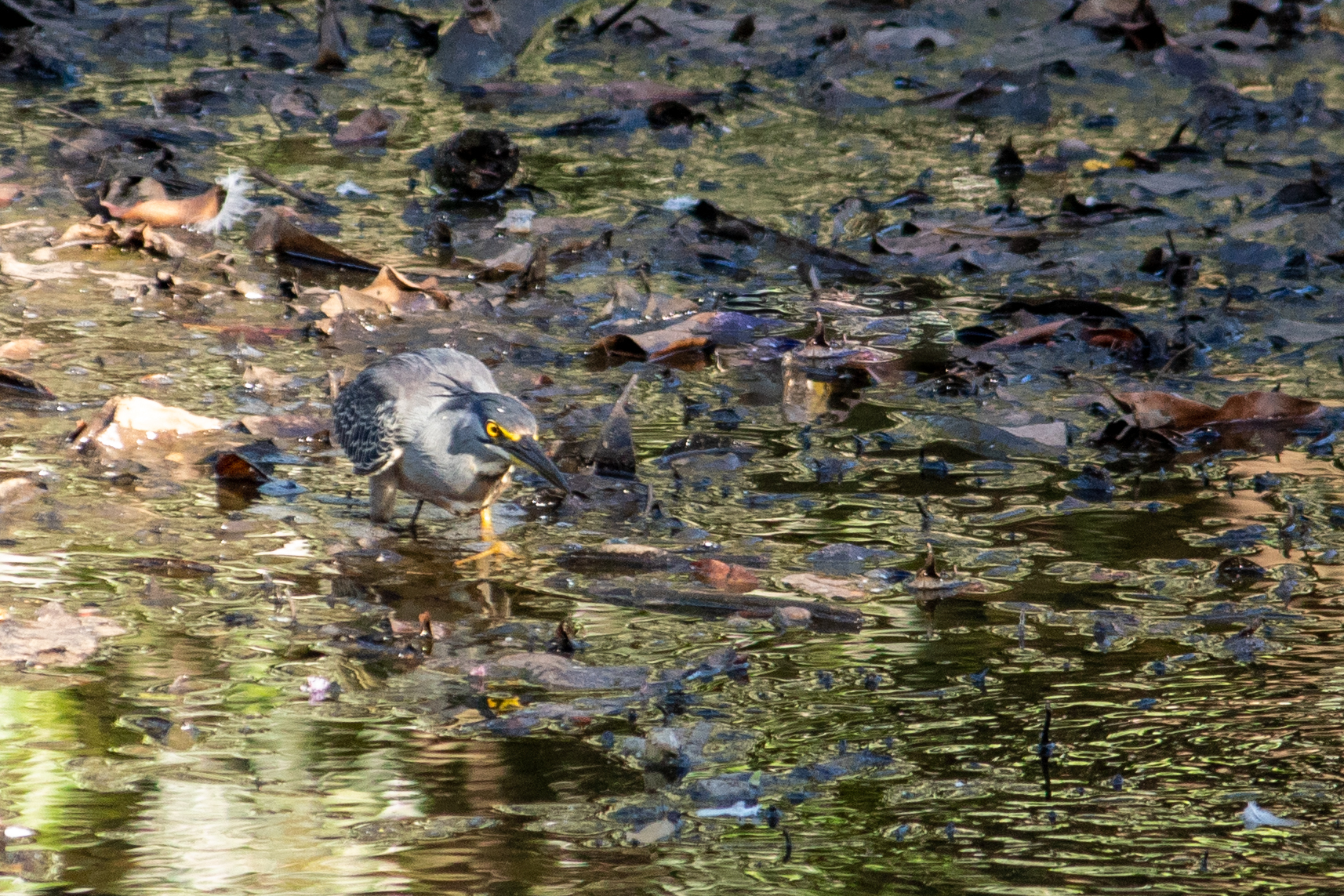 Striated Heron (Butorides striata), photo 3